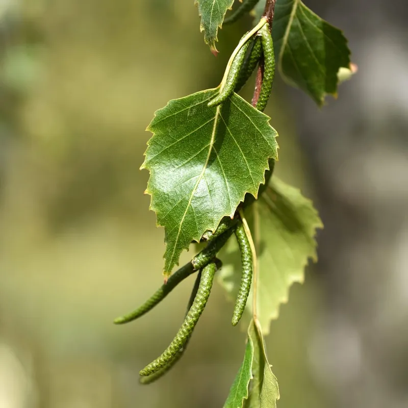 Auténtico Betula pendula (Abedul común)