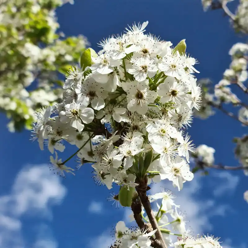 Oferta Flash Pyrus calleryana 'Chanticleer'