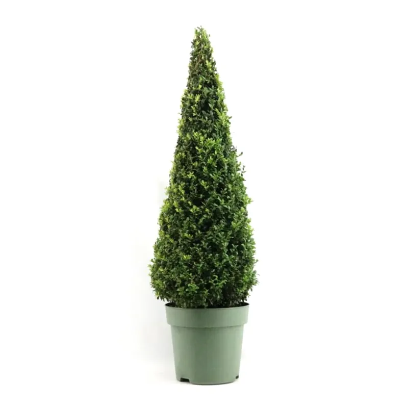 Oferta Boj común cono (Buxus sempervirens)