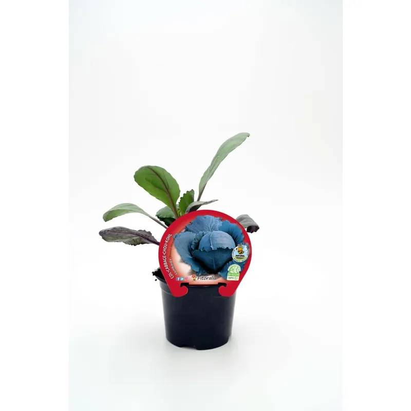 Más Vendido Col Lombarda - Planta de huerto