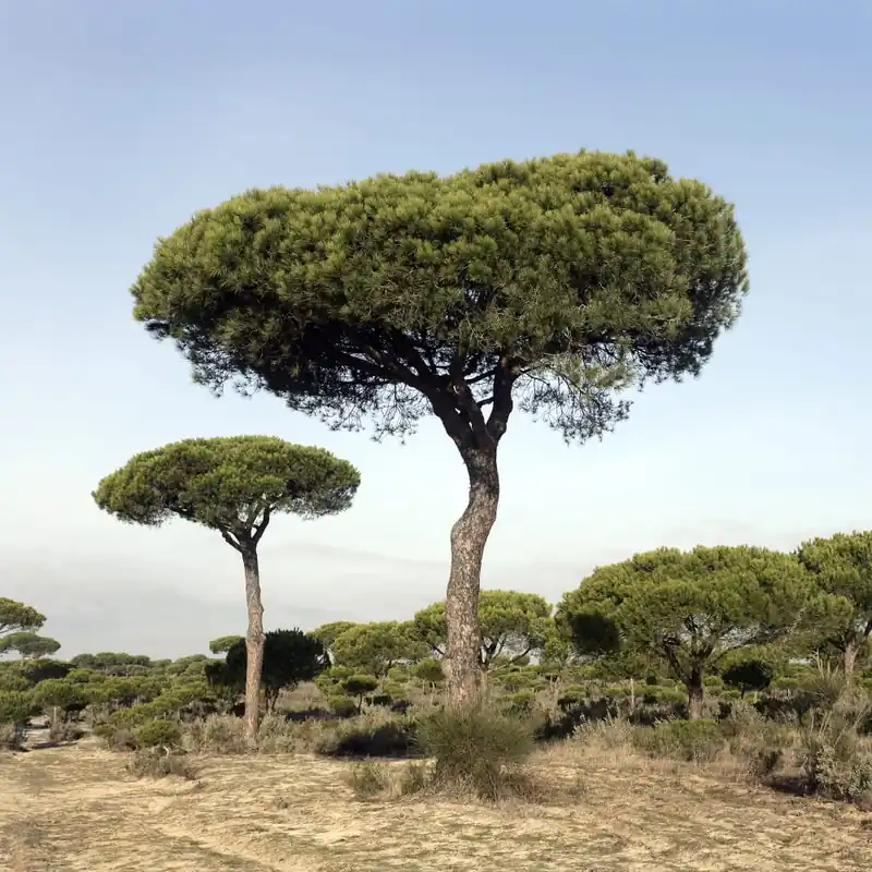 Rebajas Pinus pinea (Pino piñonero)