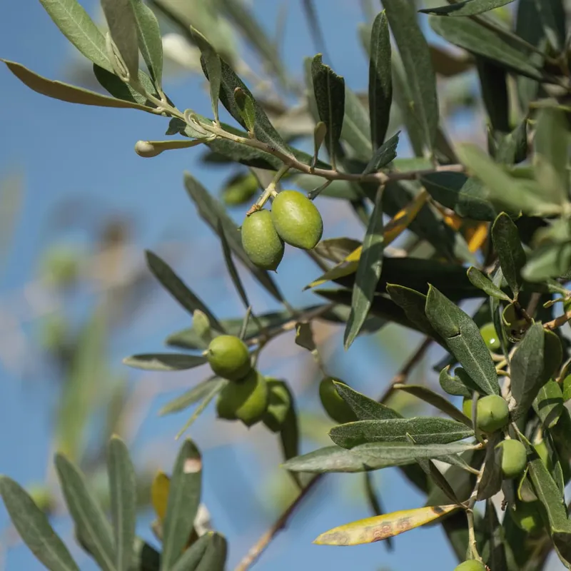 Garantía Incluida Olivo en Copa ramificada (olea europaea)