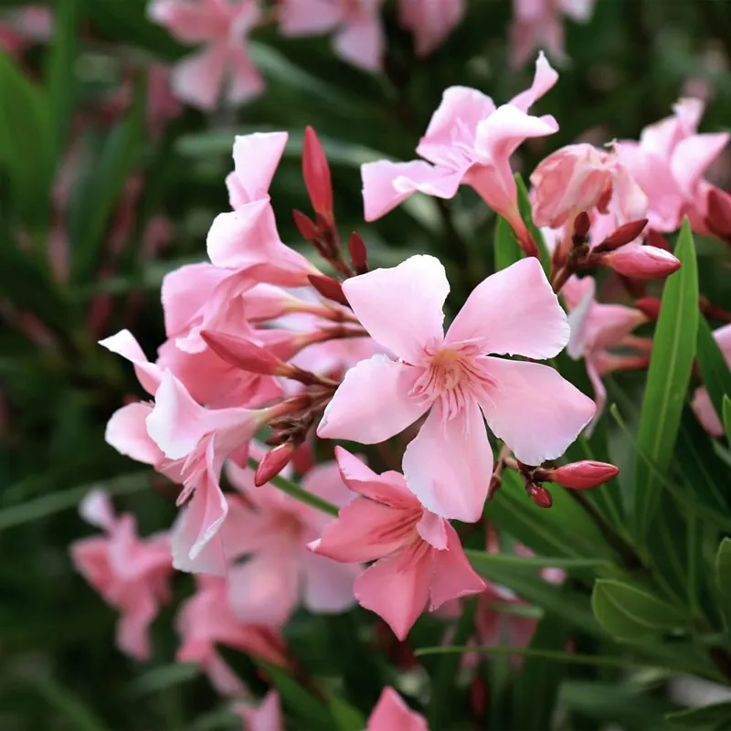 Gran Oferta Nerium oleander rosa en Copa (Adelfa)