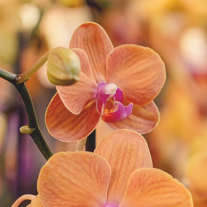 Orquídea Phalaenopsis 'Bologna' Venta Final