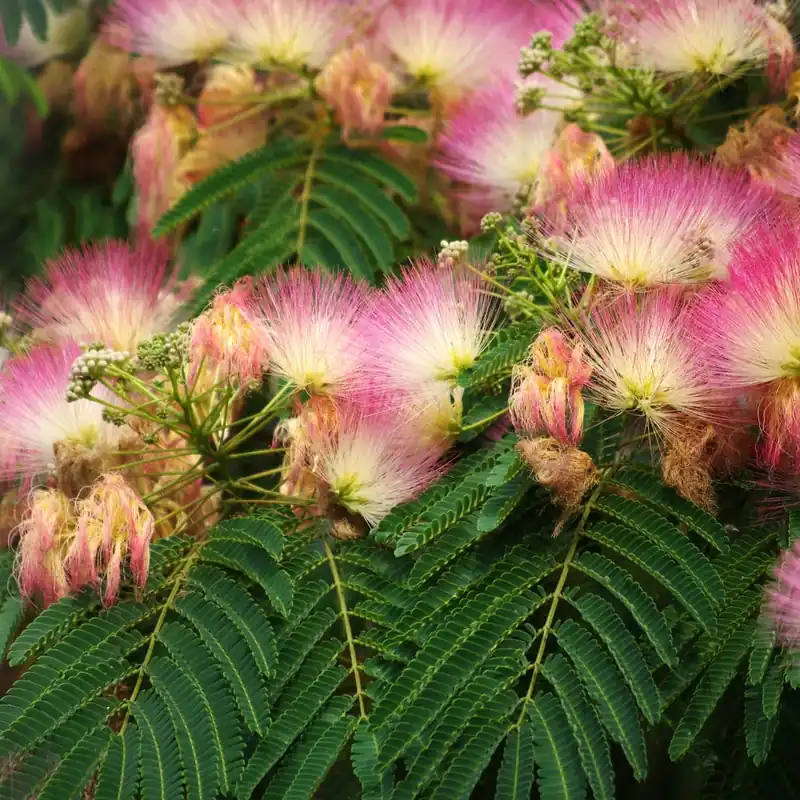 Exclusivo Albizia julibrissin 'Ombrella'
