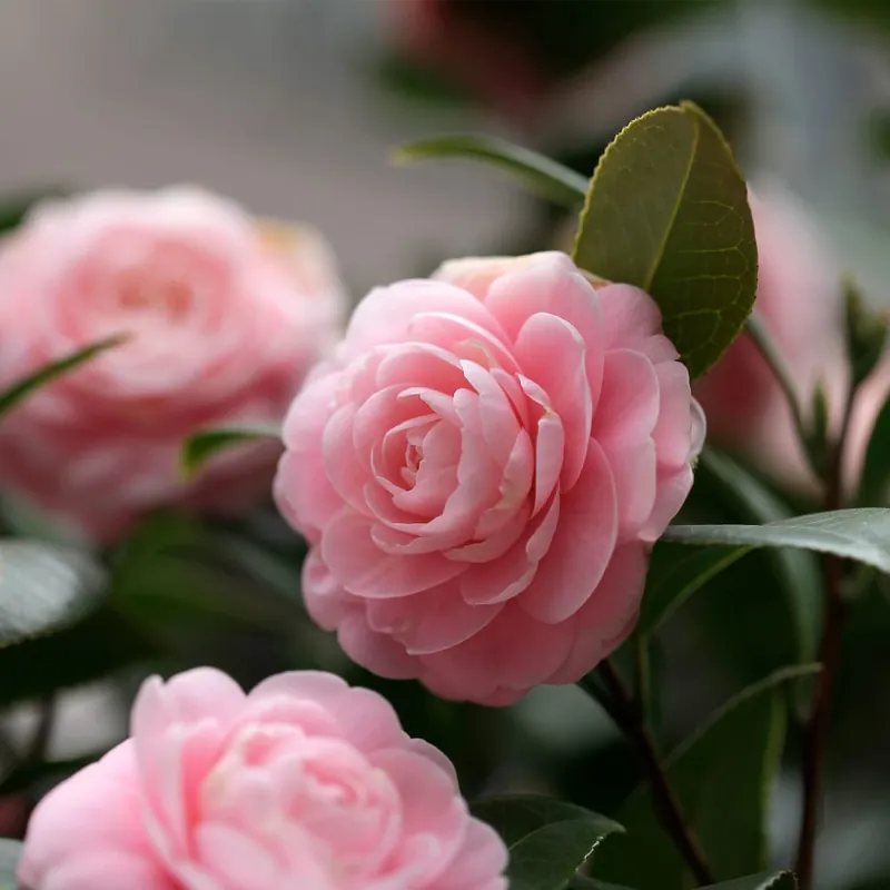 Camellia japonica en Copa Precio De Fábrica