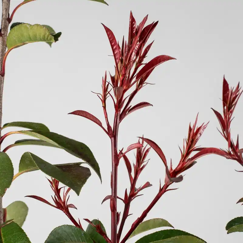 Fotinia × fraseri 'Red Robin' en Copa Ocasión Especial
