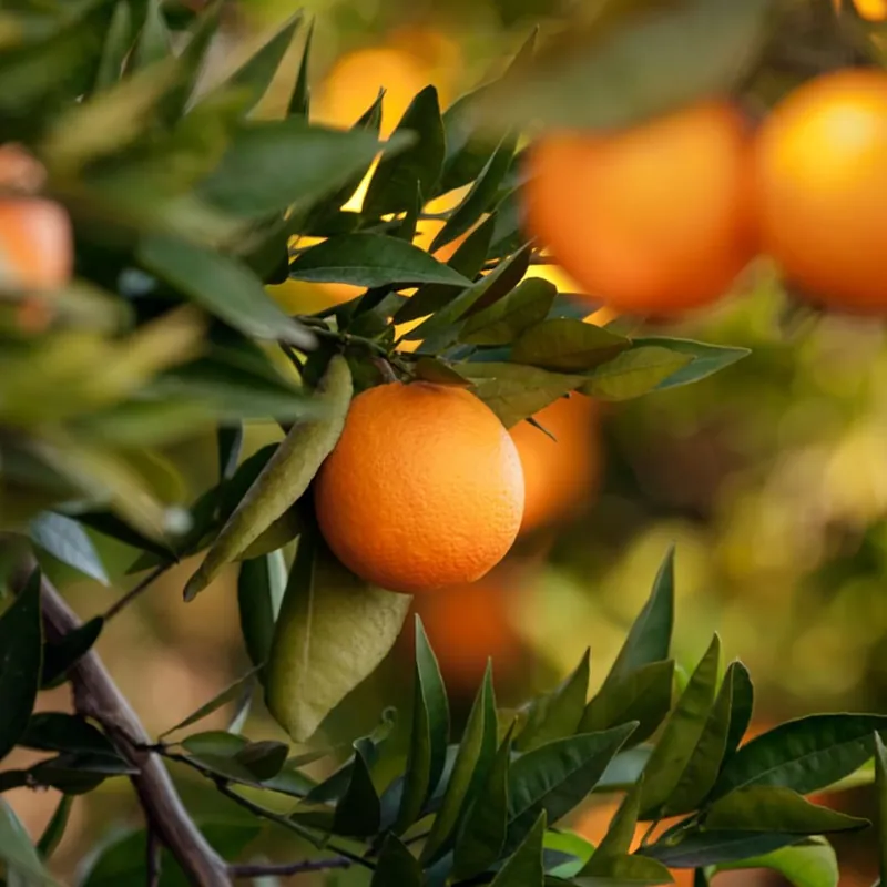 Promoción Naranjo en Copa (Citrus sinensis)