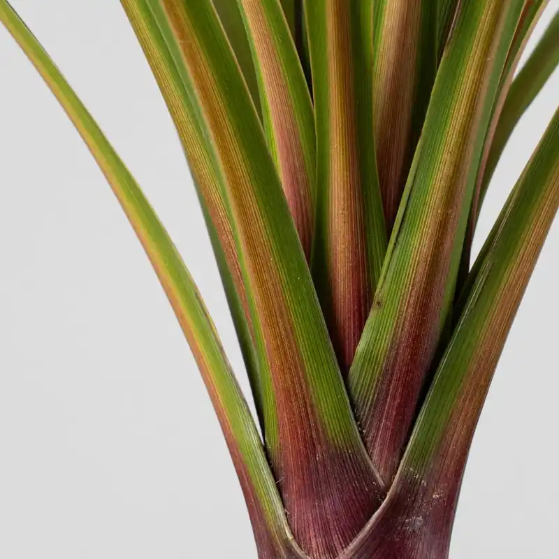 Cordyline australis 'Peko' Descuento