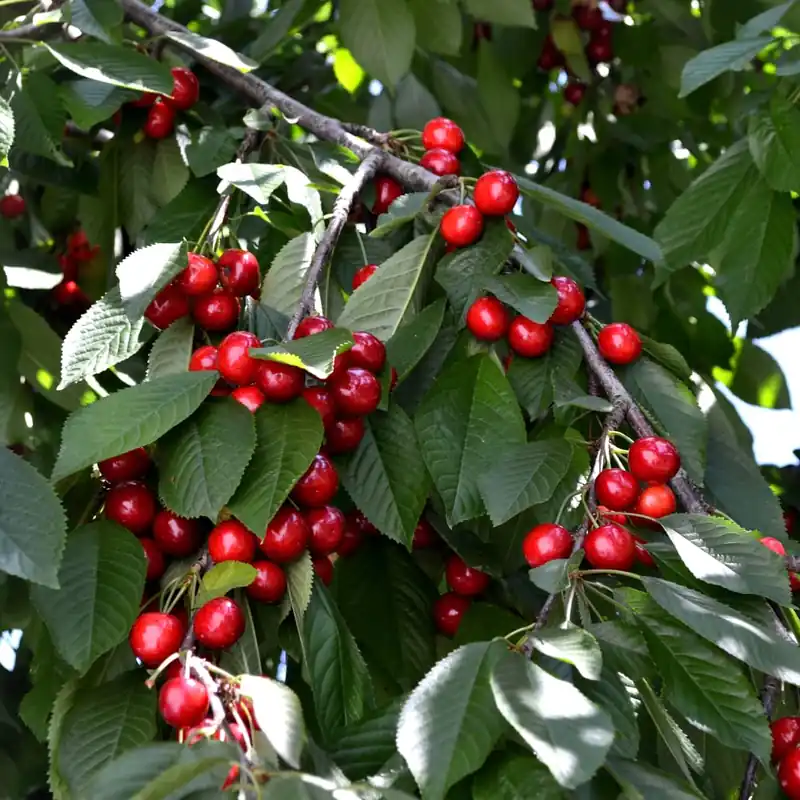 Precio Económico Cerezo 'Van' (Prunus avium)