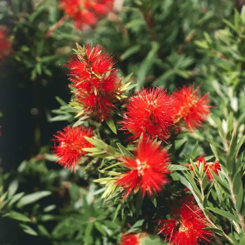 Callistemon viminalis 'Captain Cook' Profesional