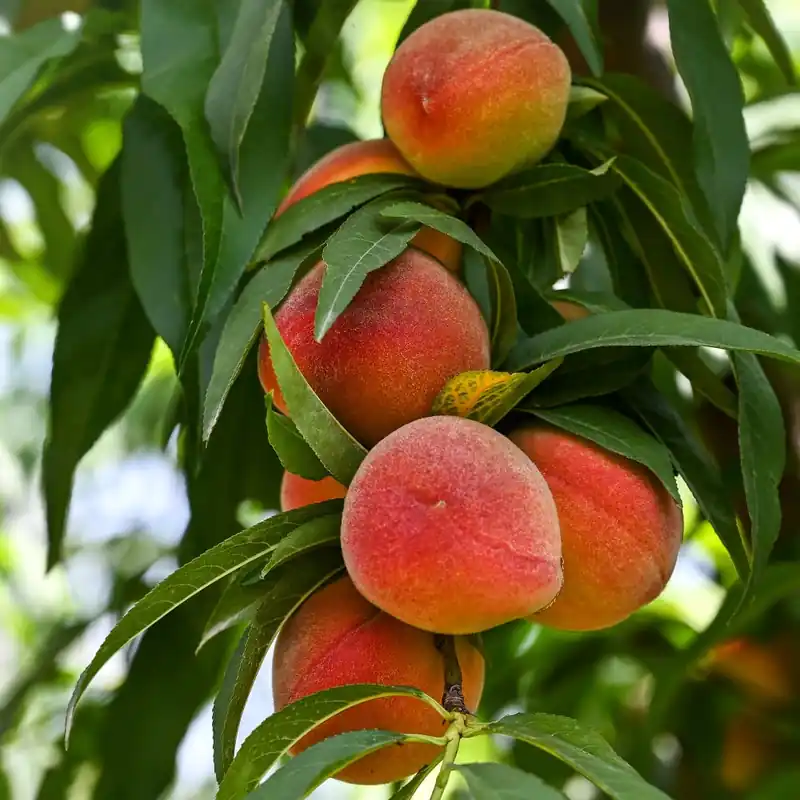 Oferta Melocotonero 'Baby Gold 6' (Prunus persica)