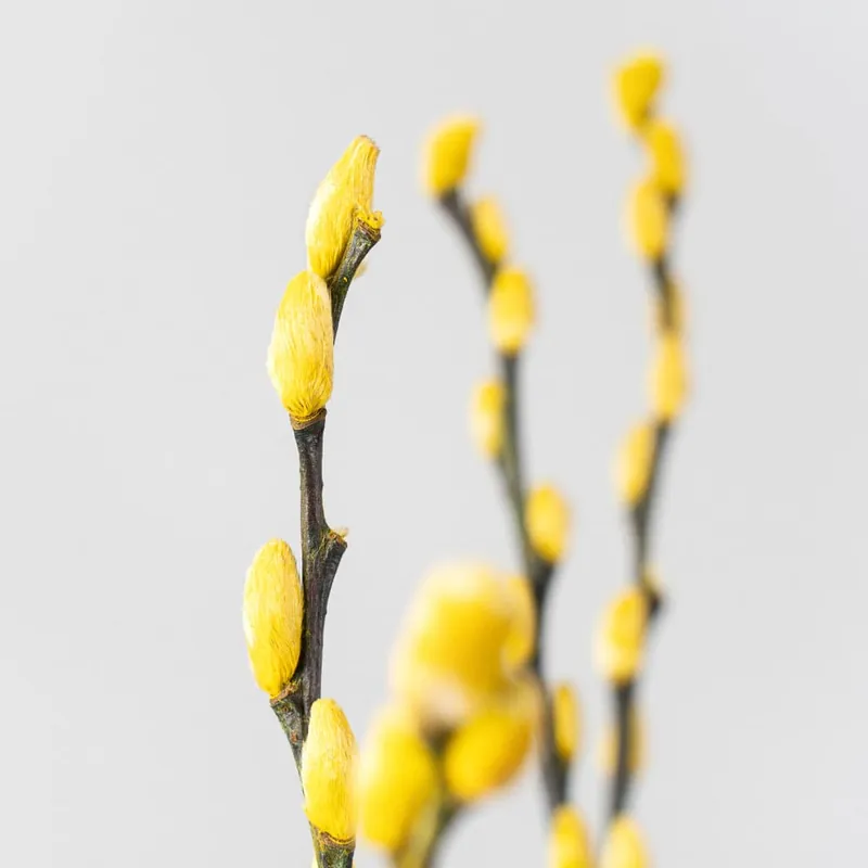 Gran Oferta Ramillete Preservado de Salix Snow Flake amarillo