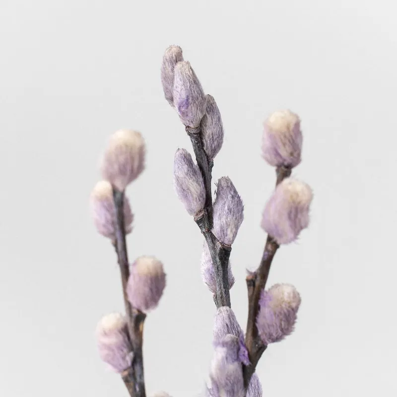 Ramillete Preservado de Salix Snow Flake morado Precio Bajo