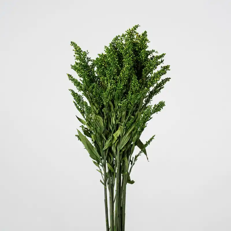 Ramillete Preservado de Solidago verde Promoción