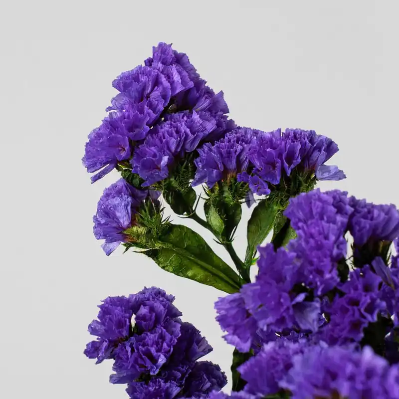 Mejor Precio Ramillete Preservado de Statice morado