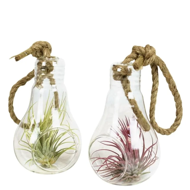 Última Oportunidad Tillandsia spp. en bombilla de cristal