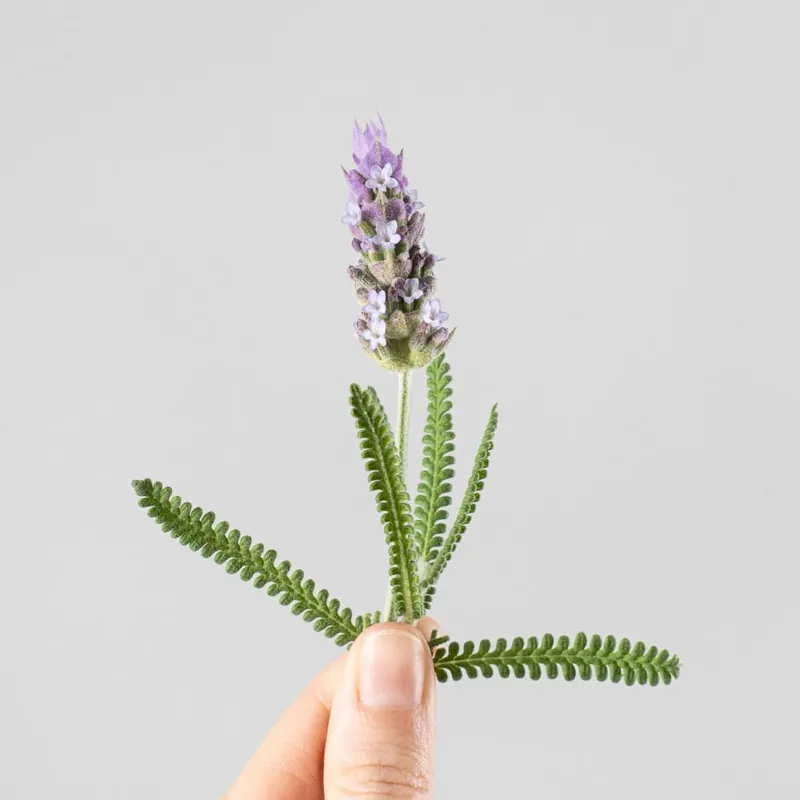 Lavanda dentata 'Candicans' - Planta aromática Pago Seguro