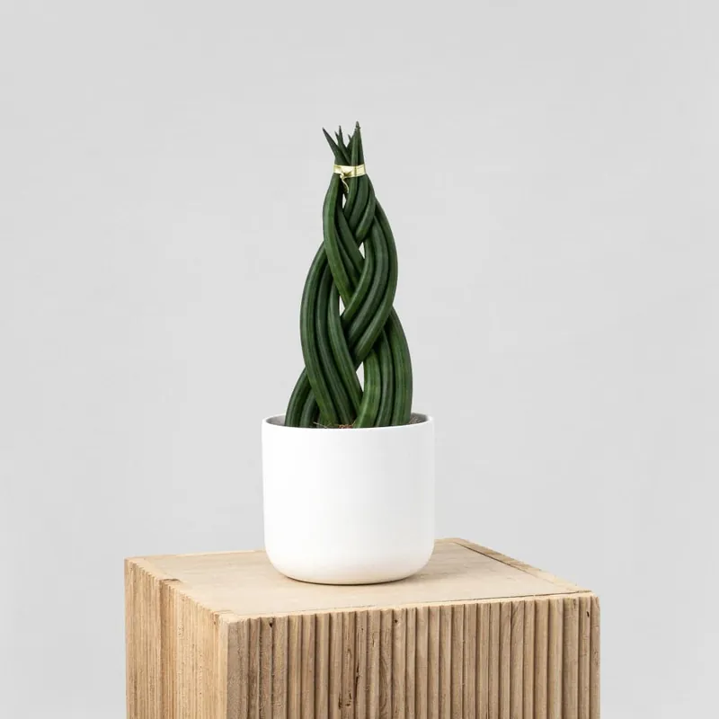 Oferta Limitada Sansevieria cylindrica Trenzada