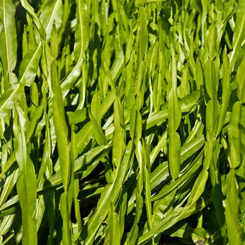 Baccharis genistelloides Compra Ahora