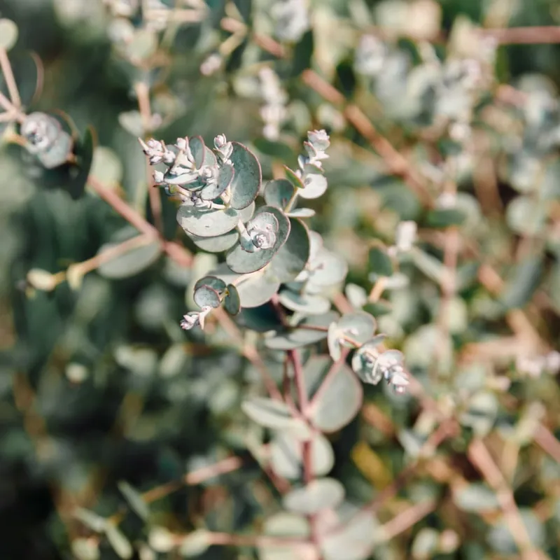 Stock Limitado Eucalyptus gunnii 'Azura'