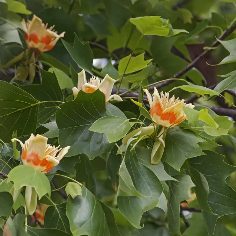 Venta Final Liriodendron tulipifera