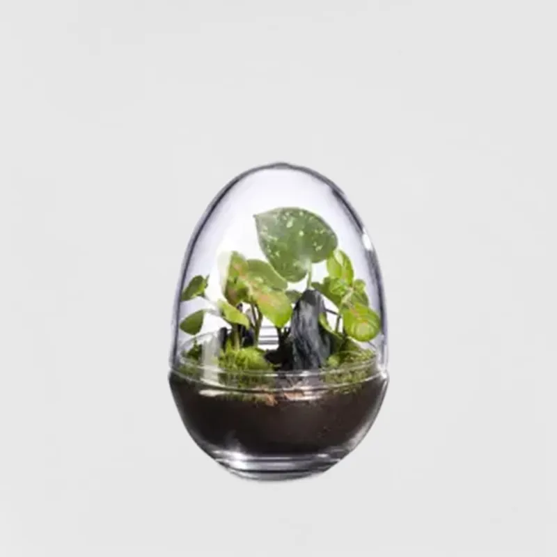 Últimas Unidades Terrario plantas Terra Dyno Landscape