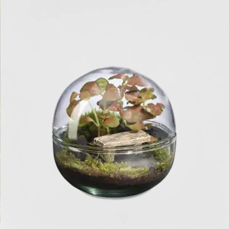Terrario plantas Terra Mini Monde Landscape Barato