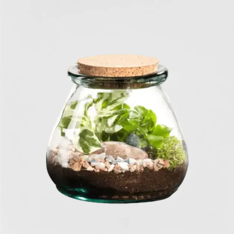 Terrario plantas Terra Vivant Bila Uso Compra Hoy