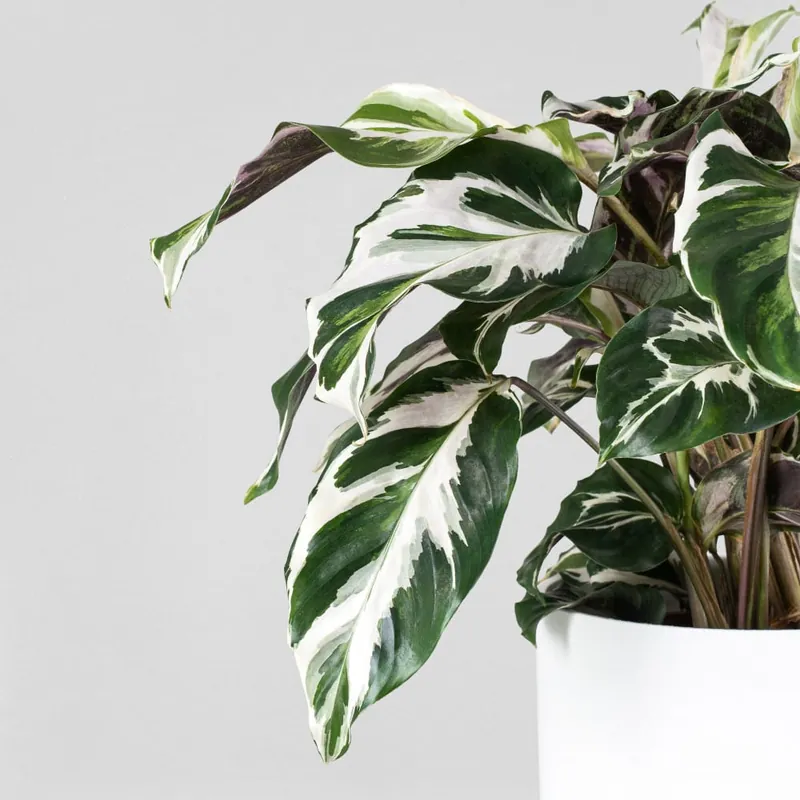 Calathea lietzei 'Stela' Gran Oferta