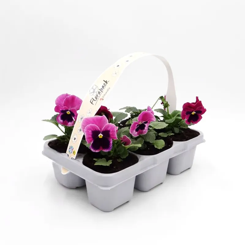 Viola × wittrockiana 'Pink Shades' - Pensamiento Hecho A Mano