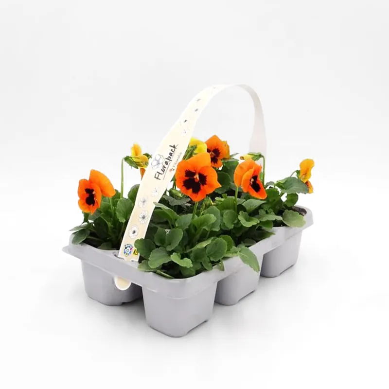 Precio Bajo Viola × wittrockiana 'Orange Blotch' - Pensamiento