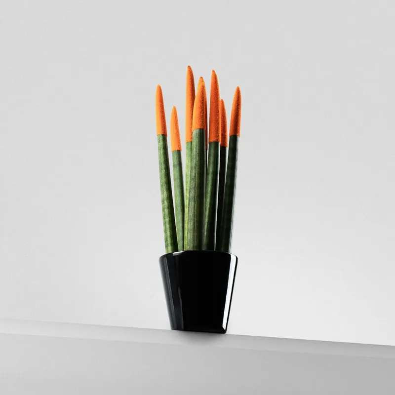 Más Vendido Sansevieria 'Velvet Touch'