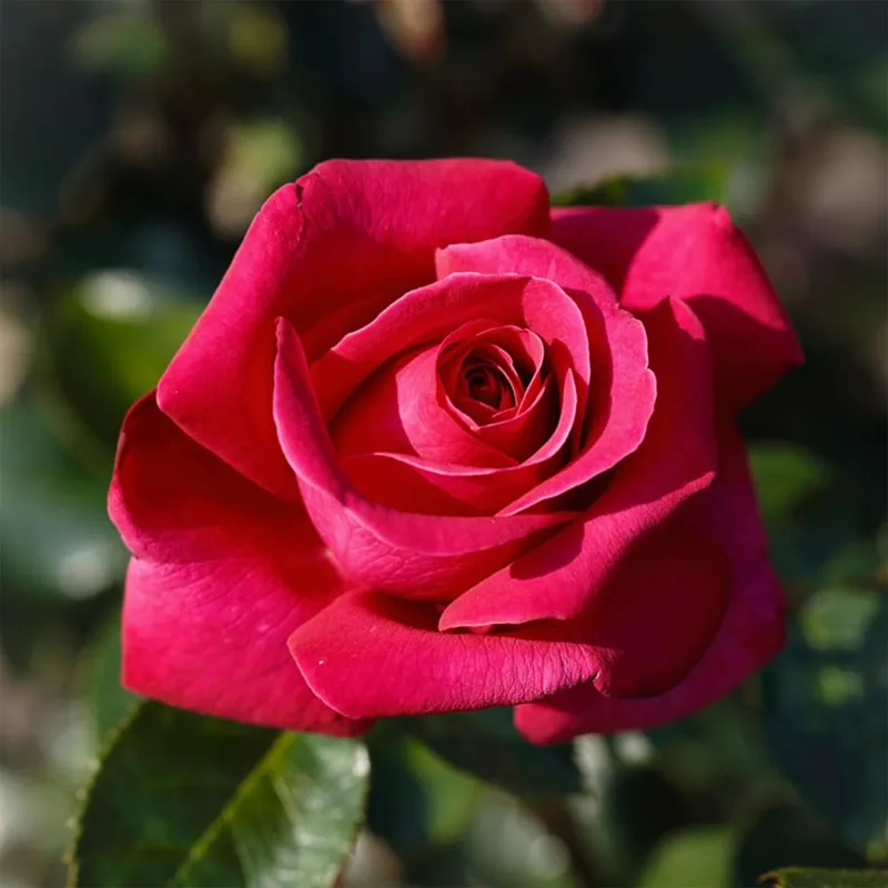 Oferta Flash Rosal Hot Lady®
