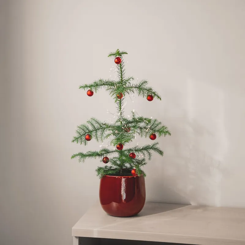 Araucaria heterophylla Envío Internacional