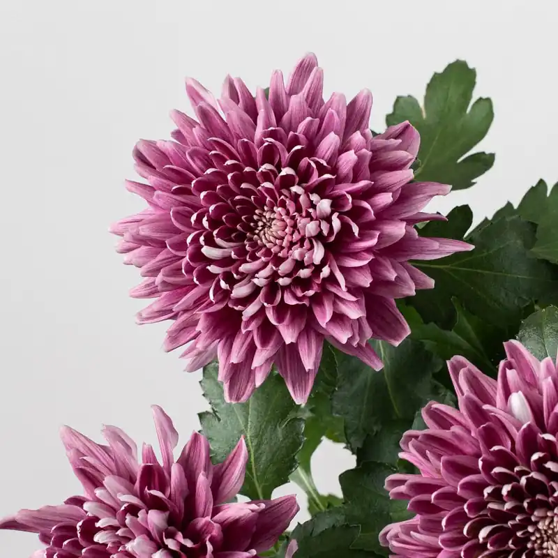 Margarita 'Zembla Next Purple' Precio De Fábrica