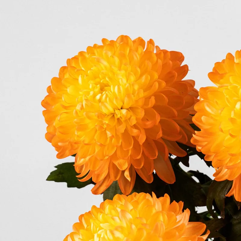 Margarita 'Zembla Next Yellow' Tendencia