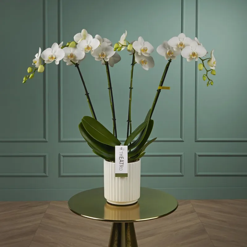 Promoción Orquídea Premium Phalaenopsis Theatro 'Classic' blanca