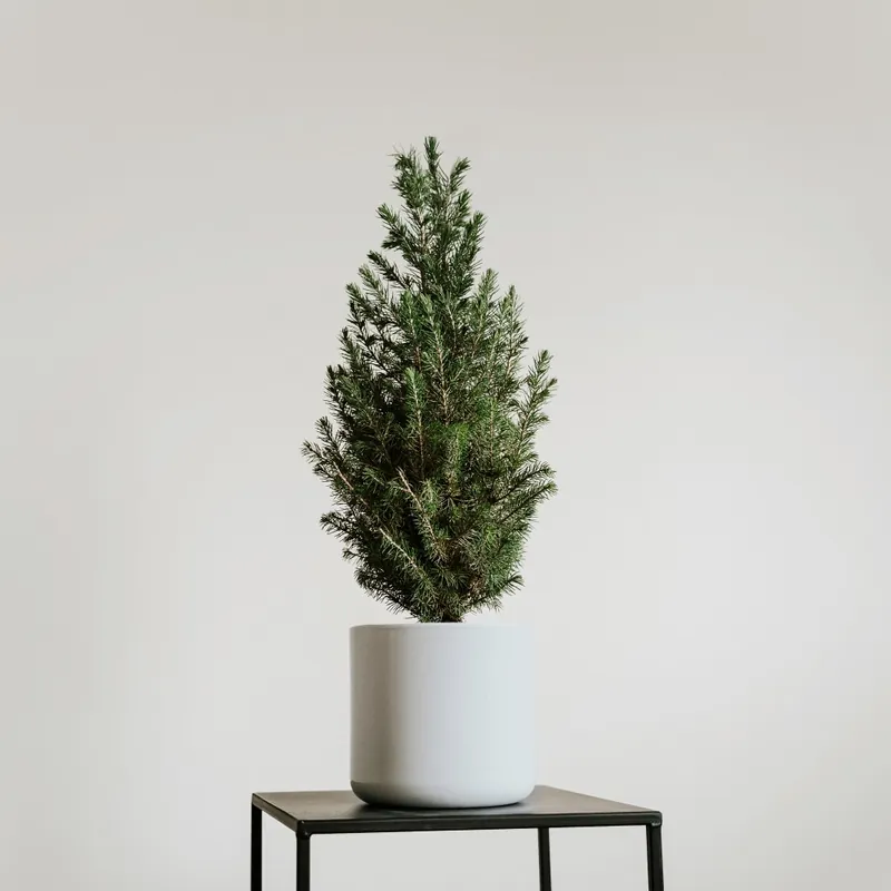 Profesional Mini árbol de Navidad Picea en maceta blanca