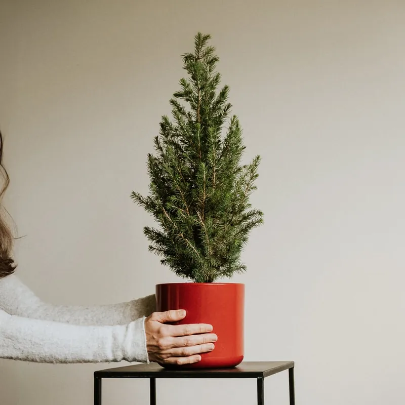 Liquidación Mini árbol de Navidad Picea en maceta roja