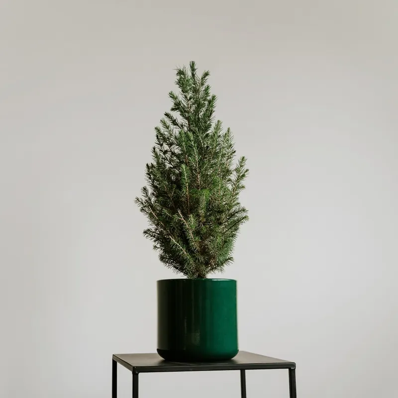 Mini árbol de Navidad Picea en maceta verde Hecho A Mano