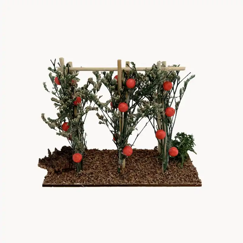 Tomatera para Belén Novedad