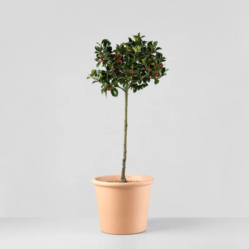 Ilex × meserveae 'Heckenfee' Envío Gratis