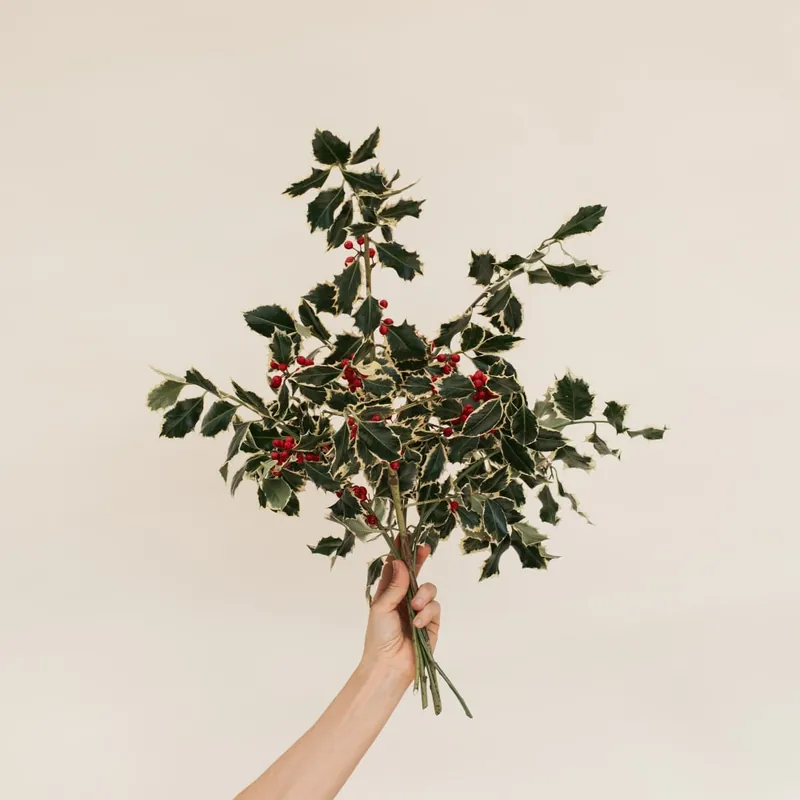 Navidad Esencial - Ramitas de Acebo Descuento