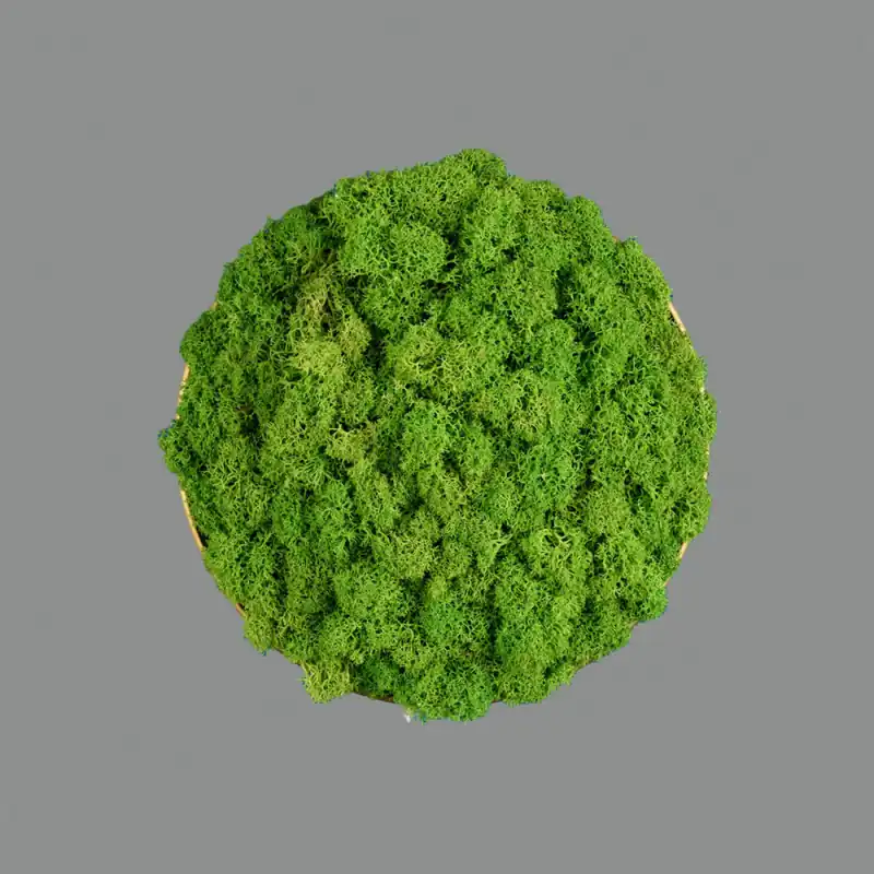 ACB DISCO CHAMALEON Musgo Verde Envío Inmediato